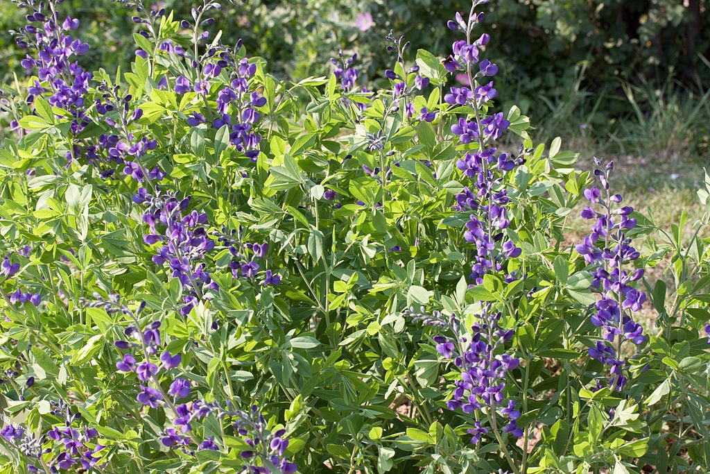 The 15 Best Native Plants (5 Flowers, 5 Shrubs, 5 Trees) for Memphis